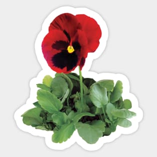 Pansies - Maroon Pansy Sticker